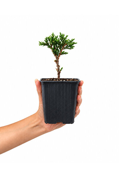 Ardıç Fidanı 0,5 L Saksıda – Dekoratif Bahçe ve Peyzaj Bitkisi