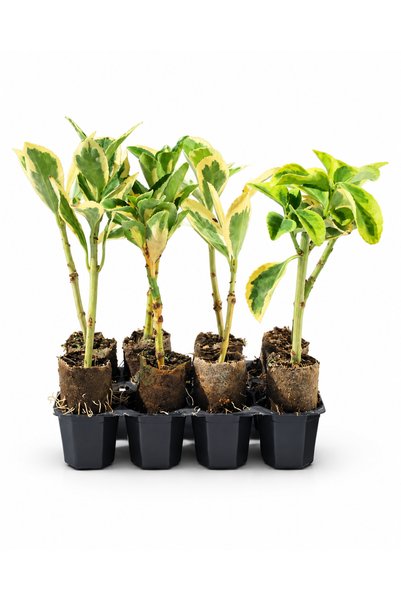 sasera 8 Adet Karışık Taflan Paper Pot – Baravo, Altuni ve Alacalı Taflan
