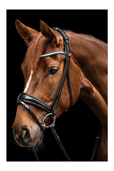 waldhausen S-Line Magic Crystal Horse Bridle