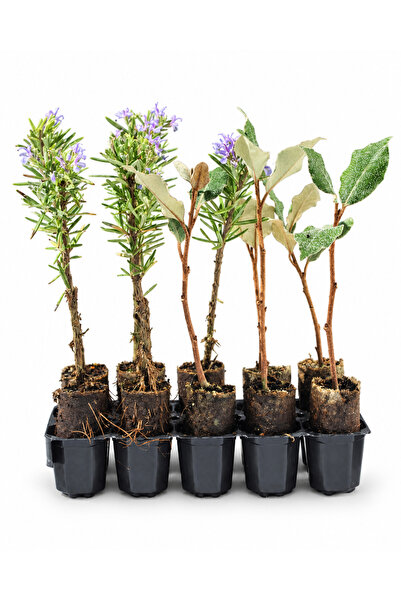 10 Adet Biberiye ve Yeşil İğde Karışık Paper Pot – Dekoratif Bahçe ve Peyzaj Bitkisi