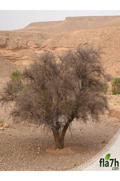 Generic Brand بذور السدر البلدي ( العبري ) ( النبق ) (بالكيلو) - Ziziphus spina-christi