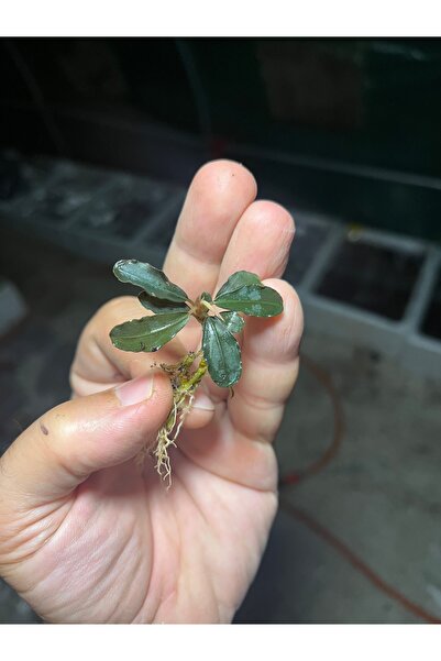 Bucephalandra brownie purple akvaryum bitkisi