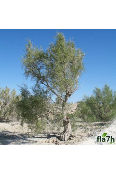 Generic Brand بذور الغضا ( 1 كيلو )- Haloxylon persicum