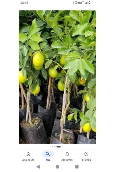 Meyveli yedi veren limon fidanı