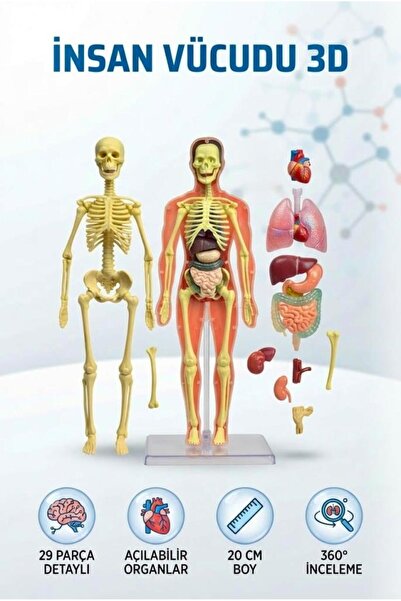 Tıfıl Toys 3D İnsan Vücudu Anatomisi ve İskelet Modeli 29 Parça Detaylı Tasar...