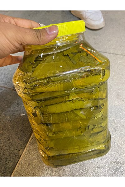 Erbaa Narince Asma Bağ Yaprağı