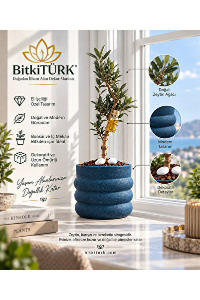 BitkiTÜRK Zeytin Bonsai Ağacı Dekoratif Saksıda Canlı Zeytin Fidanı Ev Ofis D...