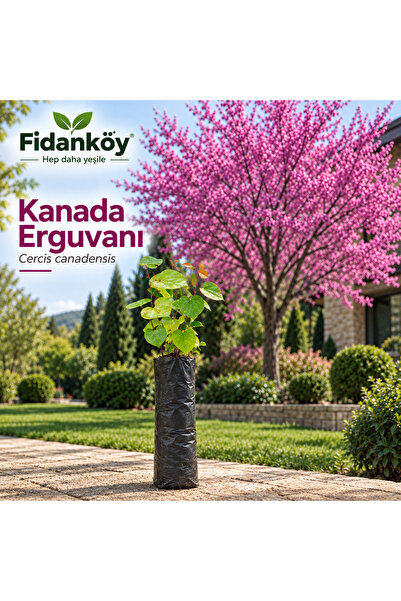 FİDANKÖY Erguvan fidanı Kanada erguvanı tüplü