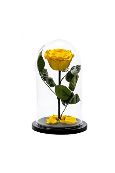 odjas Trandafir criogenic galben, Rose Amor, cupolă de sticlă 25 cm