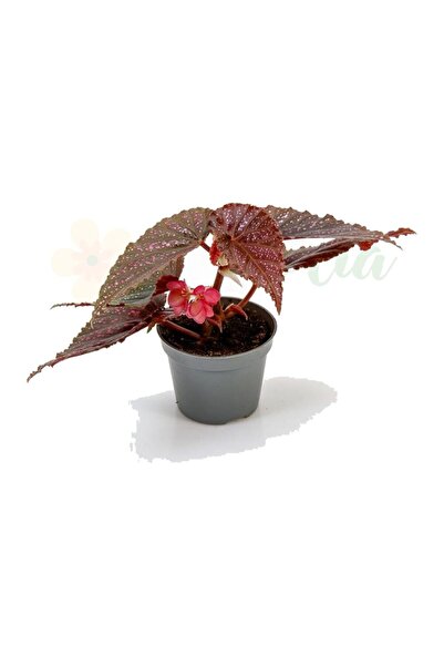 Eufloria Μπιγκόνια μακουλάτα Ø6εκ.
