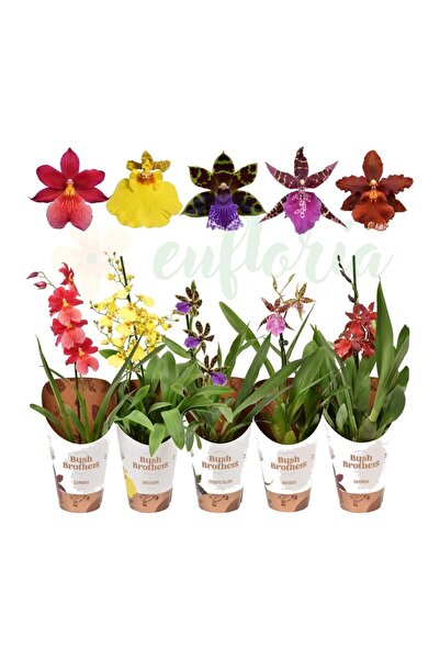 Eufloria Μείγμα Ορχιδέας Ø12εκ.