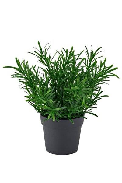 IKEA FEJKA yapay bitki , yeşil, 9 cm, biberiye, iç/dış mekan