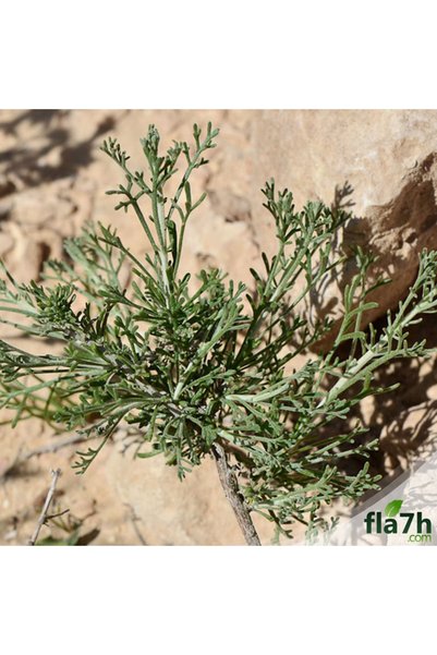 Generic Brand بذور الشيح (1 كيلو)- Artemisia