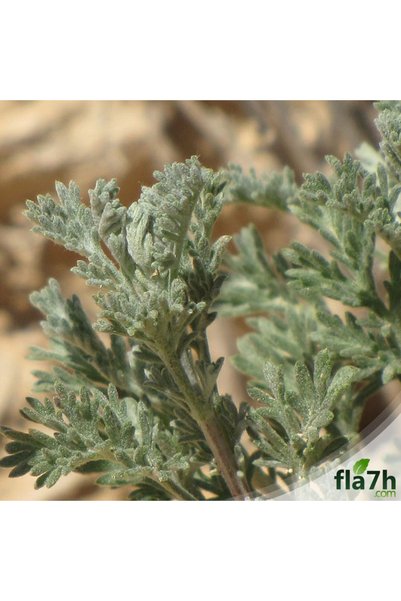 Generic Brand بذور الشيح (1 كيلو)- Artemisia