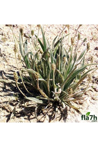 Generic Brand بذور عشبة الربلة (1 كيلو) - Plantago ovata