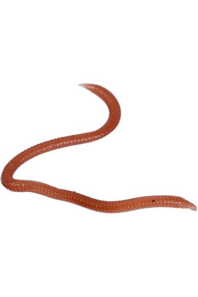 Flamingo Fishing Lure Baits, Earthworm Grub Worm, 18 Pcs, Soft Lure, Lifelike...