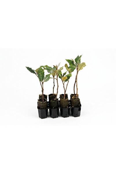 8 Adet Yeşil İğde Paper Pot – Bahçe Peyzaj ve Çit Fidanı