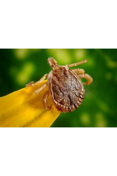 bros SPRAY USIORĂ PENTRU ȚÂNȚARI ȘI INSECTE 90ML - BR 1377
