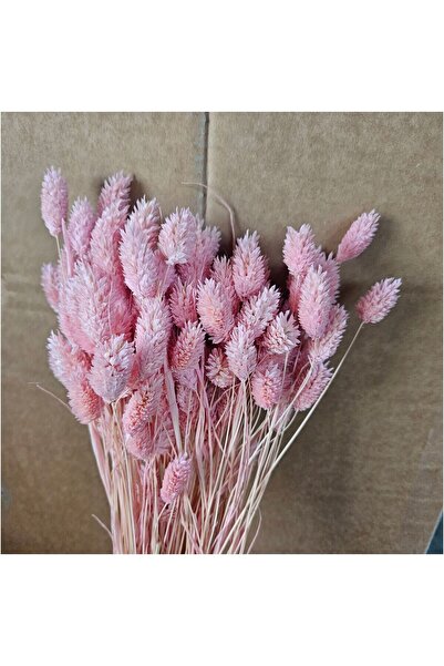 asievents Phalaris roz, set 3 pachete