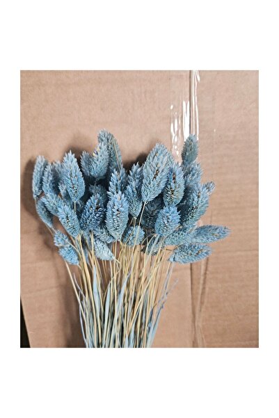 asievents Phalaris albastru deschis, set 3 pachete