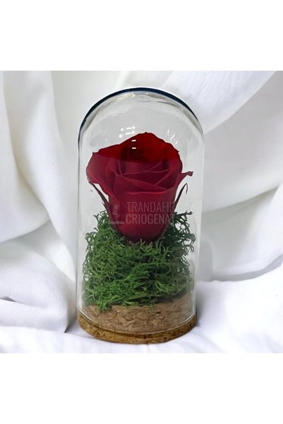 Trandafir Criogenat Trandafir conservat în cupolă 5 x 9,5 cm