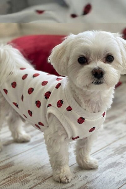 atelyu Cat Dog Outfit Ladybug Tshirt
