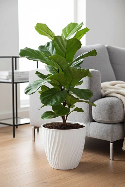 Bliss Nehir Desenli Dekoratif Saksı 5 Litre - Kendinden Tabaklı Dayanıklı Çiç...