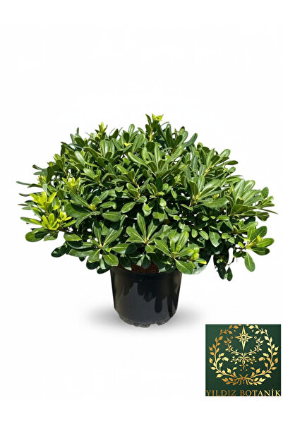 YILDIZ BOTANİK Bodur Pitos Yıldız Çalısı Bitkisi Pittosporum Tobira Nana Çiçeği 30-40 CM