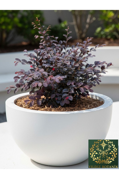 YILDIZ BOTANİK Loropetalum Black Pearl Bordo Yapraklı Mor Çiçekli Rüya Çiçeği 30-40 CM