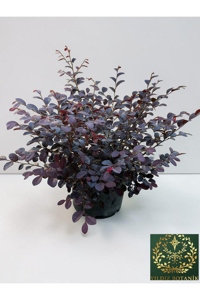 YILDIZ BOTANİK Loropetalum Black Pearl Bordo Yapraklı Mor Çiçekli Rüya Çiçeği 30-40 CM
