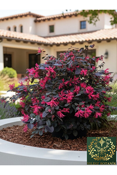 YILDIZ BOTANİK Loropetalum Black Pearl Bordo Yapraklı Mor Çiçekli Rüya Çiçeği 30-40 CM