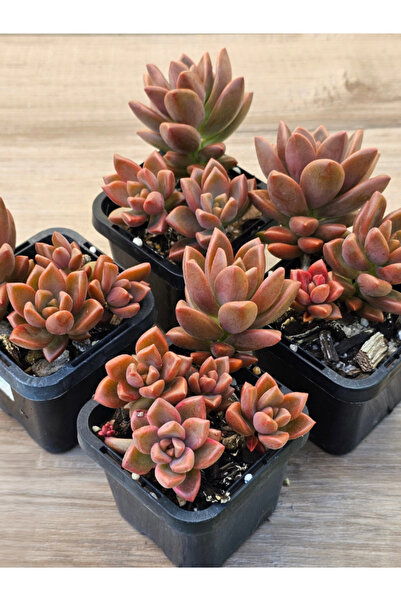 OEM Sedum Bronze, planta naturala