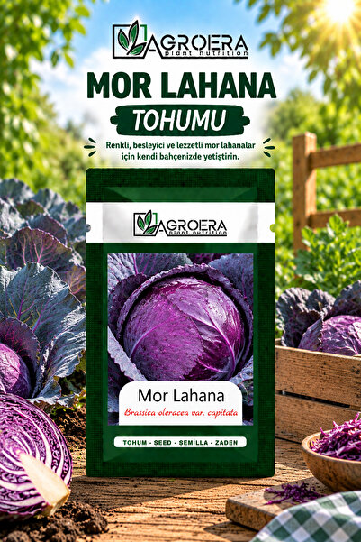 AGROERA 500 Adet Kırmızı (mor) Lahana Tohumu