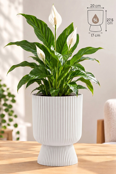 ToXA Ayaklı Deliksiz Saksı 20 cm (5 Litre) Dekoratif Plastik Çiçek Saksısı