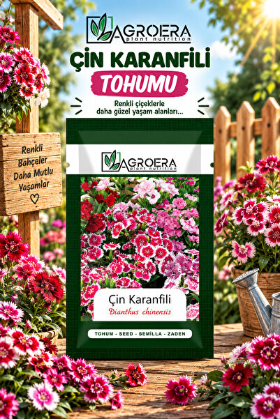 AGROERA 100 Adet Çin Karanfili (DİANTHUS CHİNENSİS) Çiçek Tohumu