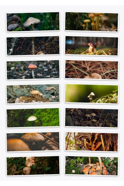OEM Mushroom Sticker Pack, Set of 14 Thematic Stickers, Waterproof, Funny Design