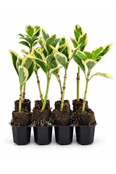 8 Adet Bravo Taflan Paper Pot – Dekoratif Bahçe ve Peyzaj Bitkisi
