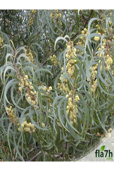 Generic Brand بذور الطلح الملحي ( 1 كيلو ) - Acacia ampliceps