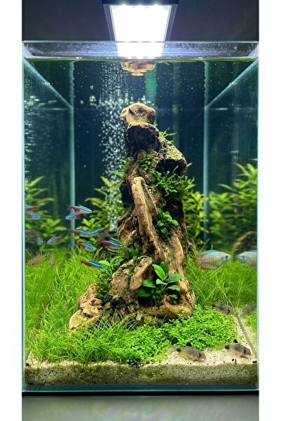 Doğal Ahşap Akvaryum Kütüğü / Driftwood - Benzersiz Tasarım boy 30 cm taban genişlik 18 cm