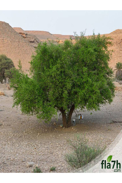 Generic Brand بذور السدر البلدي ( العبري ) ( النبق ) (بالكيلو) - Ziziphus spina-christi