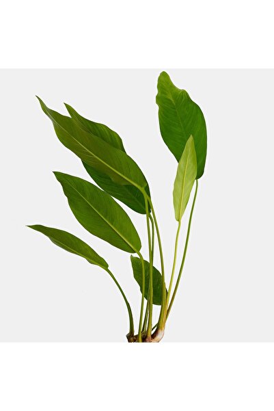 Genel Markalar Anubias Congensis Akvaryum Bitkisi 10-25 cm