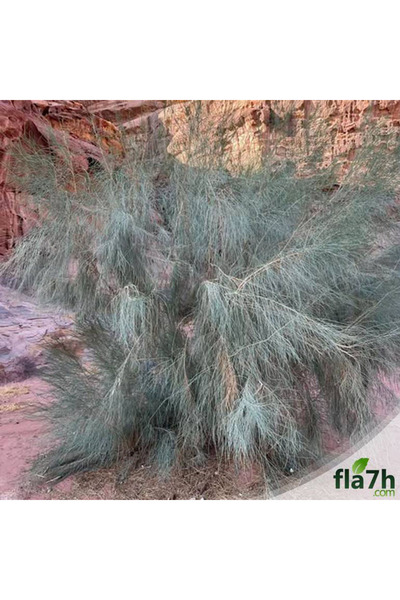 Generic Brand بذور الغضا ( 1 كيلو )- Haloxylon persicum