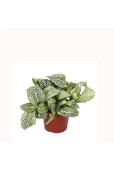 Fittonia - Sinir Bitkisi - 8,5 Cm Plastik Saksıda