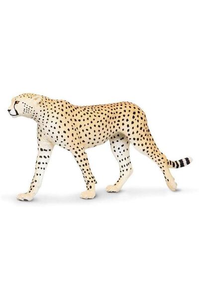 Safari Ghepard