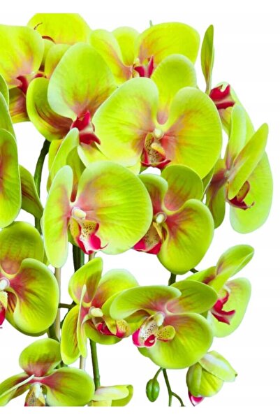 Damich Orhidee artificială Phalaenopsis, flori verzi, flori realiste, manoper...