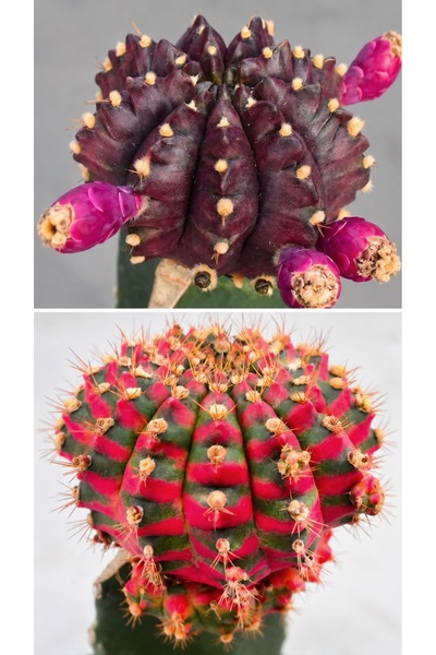 ATLANTE CACTUS Gymnocalycium M. Variegata “MANGOSTEEN X JELLYFISH” tohumları - 50 adet