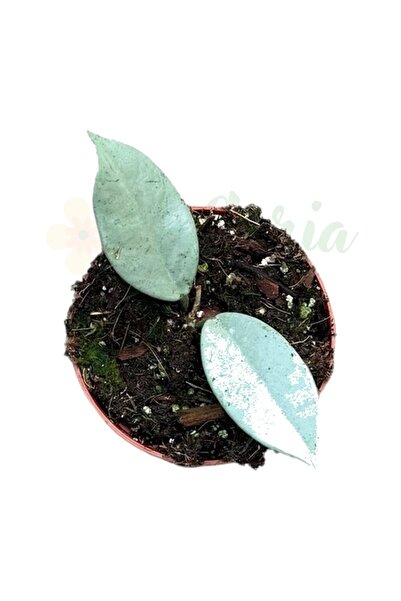 Eufloria Hoya 'Wilbur Graves Silver' Ø8cm