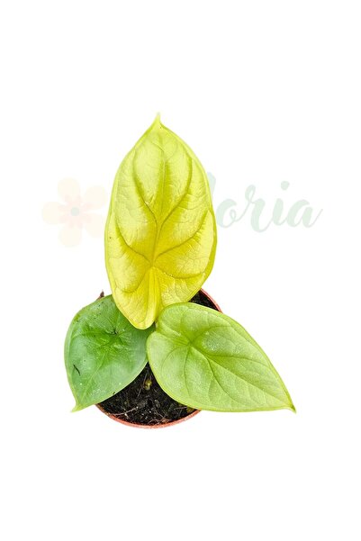 Eufloria Αλοκάσια 'Χρυσός Δράκος' Ø7εκ.