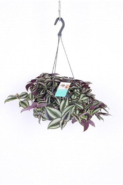 Kawin Tradescantia Zebrina Flower Hanging Pot, Compatible with Flower Fertili...