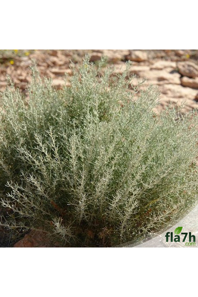 Generic Brand بذور الشيح (1 كيلو)- Artemisia